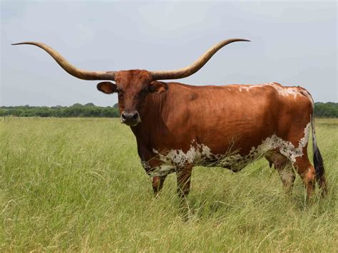 Rocking O Longhorns - texas longhorn cattle for sale Austin, Texas ...