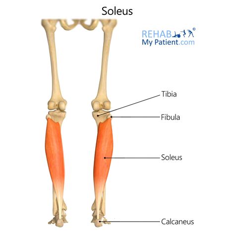 Soleus Muscle