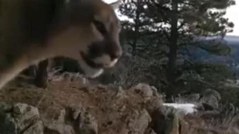 Puma Sounds 的图像结果