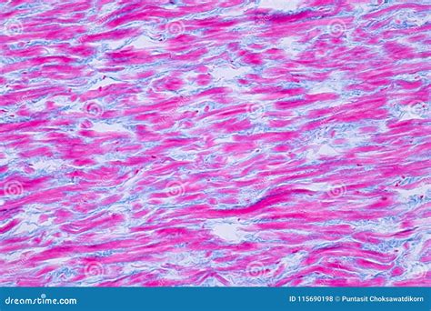 Histology of Human Cardiac Muscle Under Microscope View for Educ Stock ...