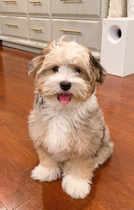 Image result for Havapoo Information