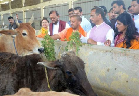 Yogi Adityanath’s cow welfare scheme to generate jobs