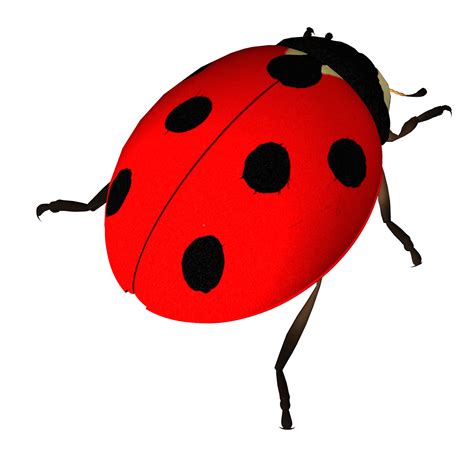 Insect Ladybird Clip art - ladybug png download - 1667*1589 - Free ...