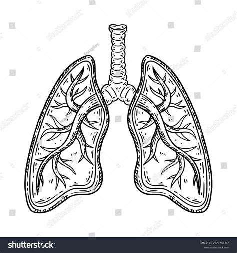 Drawings Of The Lungs