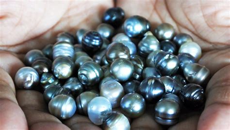 Pearl Specimens | Cultured Pearls for Sale Online | UK Shop