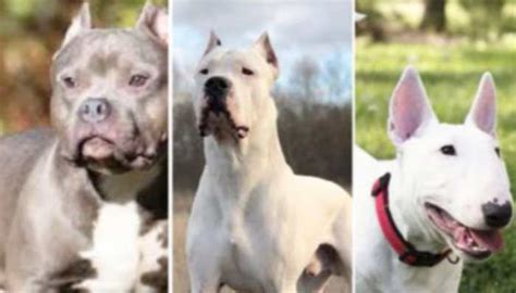 Pitbulls, Rottweilers Among Six Dog Breeds Banned By Chandigarh ...