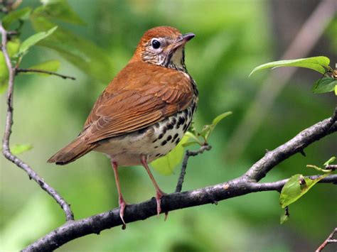 Wood Thrush - eBird