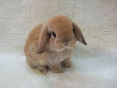 Image result for Too Cute Bunny