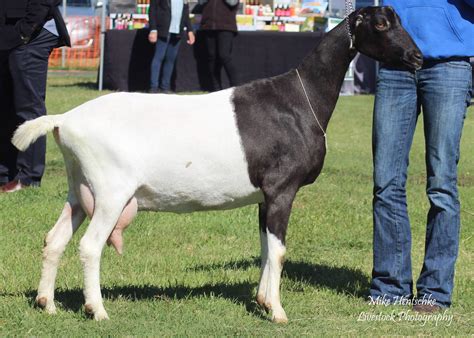 LaMancha – Dairy Goat Society of Australia Ltd