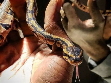 Image result for Python Hissing