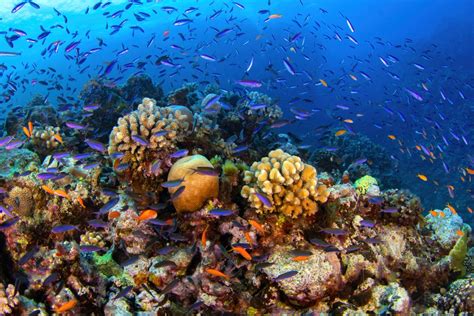 Scientists warn 'existential threat' looms over major ecosystem: 'The demise of one of Earth's ...