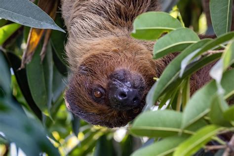Sloth Photos - Download Free High-Quality Pictures | Freepik