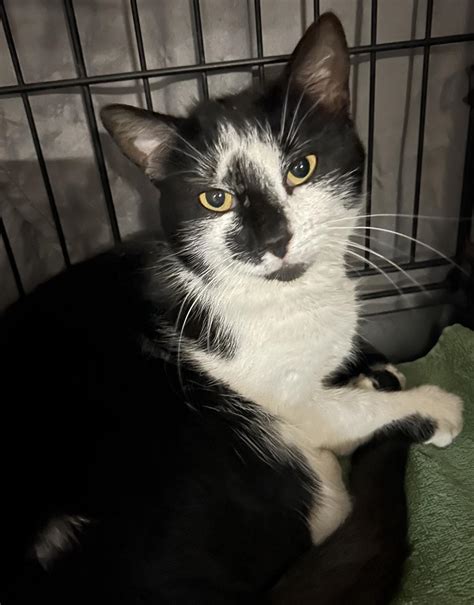 Our Cats – Westfield Homeless Cat Project