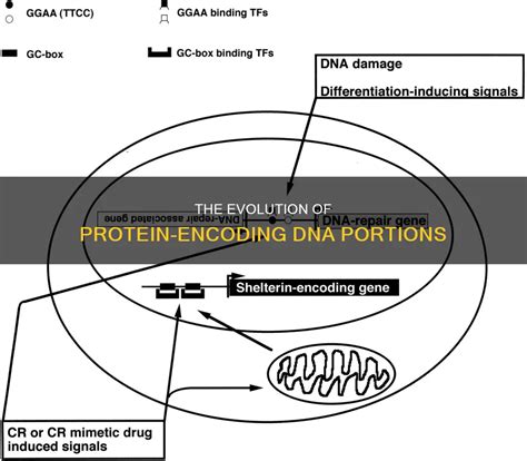 Image result for Encode Protein