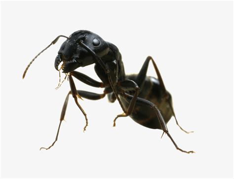 【蚁国指南】如何快速提高蚁巢战力 - 小小蚁国-送极品蚂蚁攻略-小米游戏中心