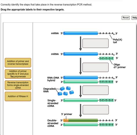 Image result for Reverse Transcriptase PCR Steps
