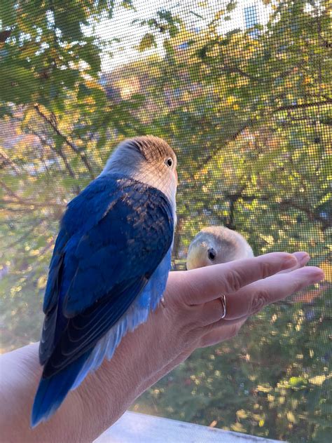 The Ultimate Guide To Indian Ringneck Parrot Care: Lifespan, Colors ...