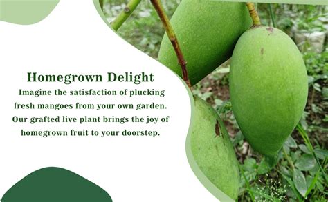 Online plant bazar All Time/Katimon Thai variety Grafted Mango live ...