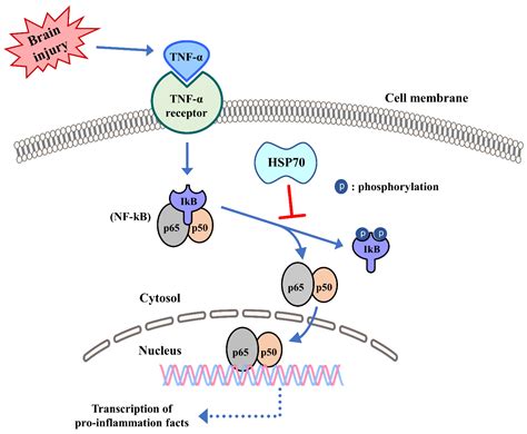 Heat Shock Protein 70 (HSP70) Induction: Chaperonotherapy for ...