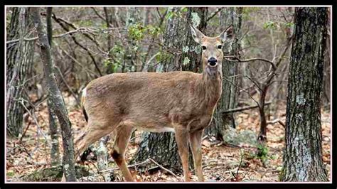 Virginia Deer Season 2023: Everything You Need To Know ...