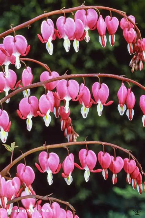 Bleeding Heart - Saskatoon Landscape Store