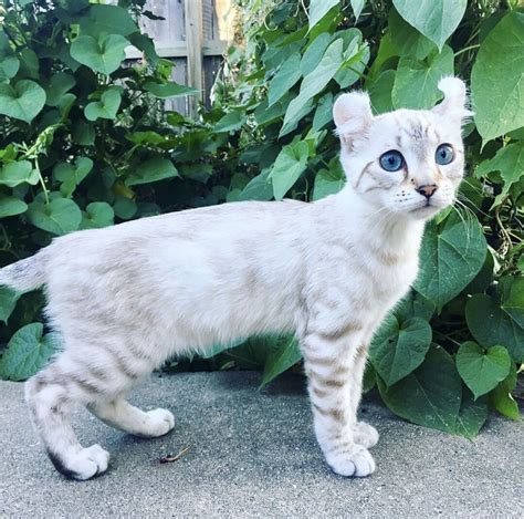 Highland Lynx/Snow Bengal Kitten @Luxorlynx