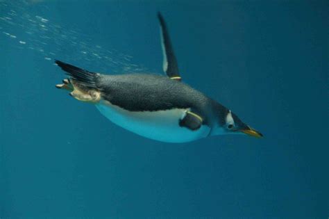 Cultura Visual FLUL: Fotografias, Pinguins e Antártida