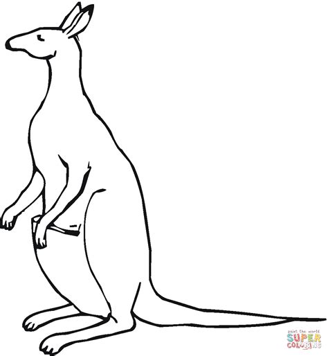 Pictures Of Kangaroos To Draw at Maddison Chidley blog