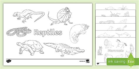 Animals Including Humans KS2 Colouring Pack