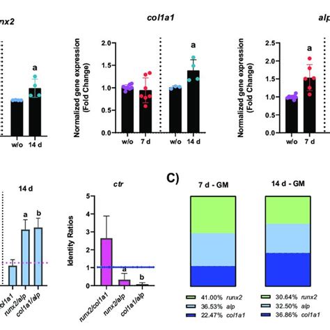 Image result for Bone Healing Process