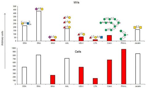 Surface Glycans of Microvesicles Derived from Endothelial Cells, as ...