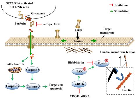 Staphylococcal Enterotoxin C2 Mutant-Induced Antitumor Immune Response ...