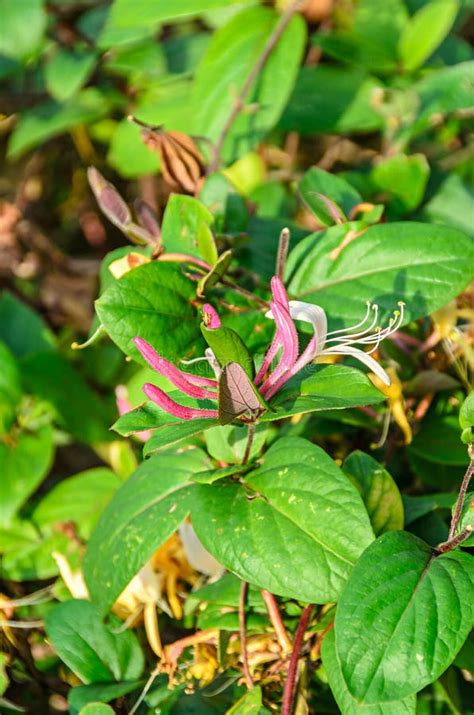 Pianta Caprifoglio Lonicera Japonica - Rampicante Profumato Per Esterni