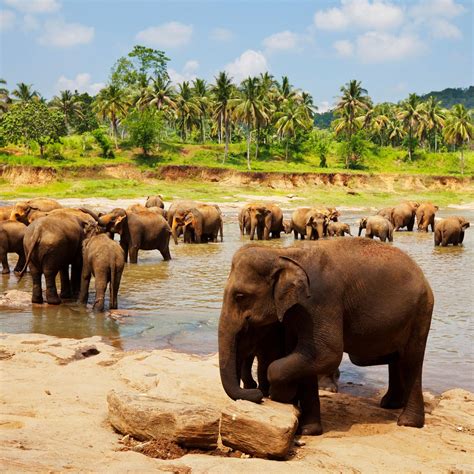 12 Amazing Animals to See in Sri Lanka – Fodors Travel Guide