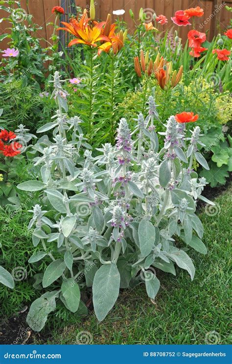 Lamb`s Ears Stachys Byzantina Stock Photo - Image of garden, flora ...