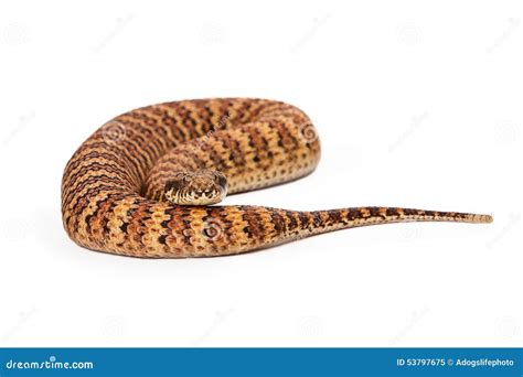 Death Adder Snake From Australia Stock Image | CartoonDealer.com #131206789