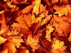 Gold High Quality Fall Backgrounds by Autumn Leaves Wallpapers High Quality Free Gold High Quality Fall Backgrounds