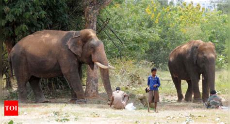 Bid to confine jumbos in Mayurjharna | Kolkata News - Times of India