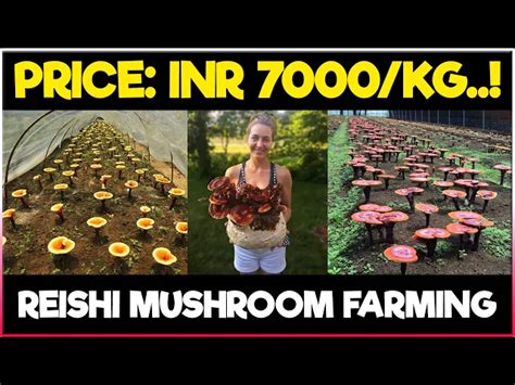 Red Reishi Mushroom Farming | How to grow Reishi Mushrooms at Home ...