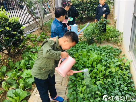 小菜园 欢乐多-精彩活动 - 常州市天宁区红梅幼儿园