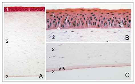 Tissue Engineering of the Corneal Endothelium: A Review of Carrier ...