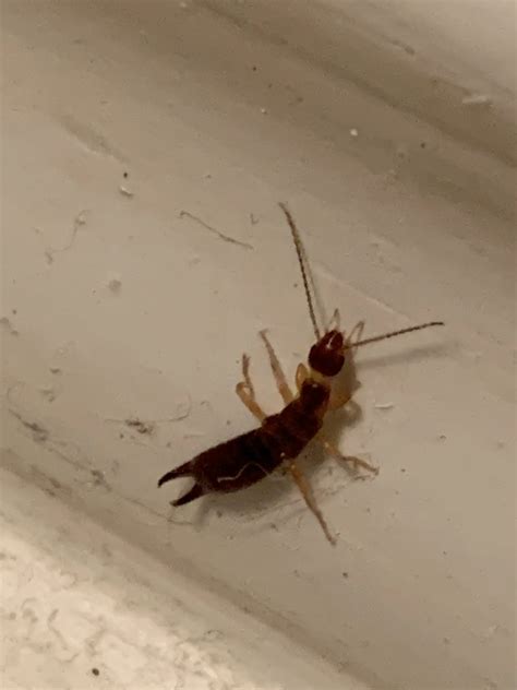 Winter Earwigs and What Attracts Them Indoors