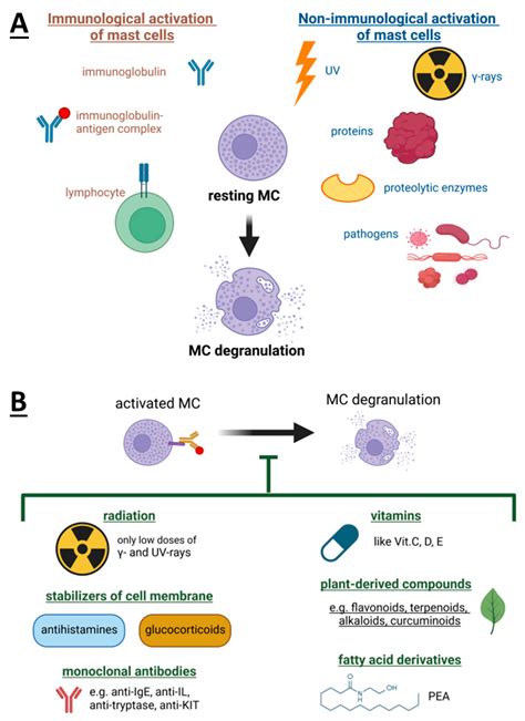 Mast Cells as a Target—A Comprehensive Review of Recent Therapeutic Approaches