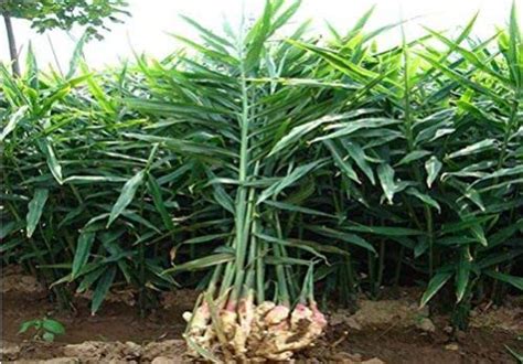 Amy's baby Ginger Plant (5 Live Plant Bulb) a Rare Seed for Growing ...