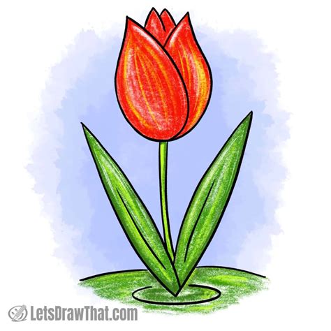 Tulip Flower Drawing