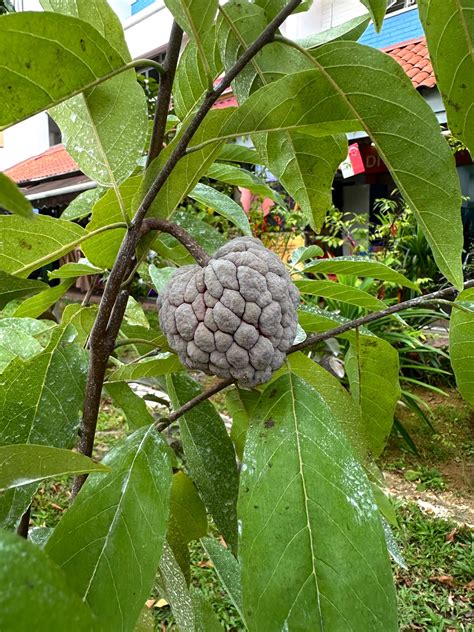 Red Custard Apple – Aum Garden