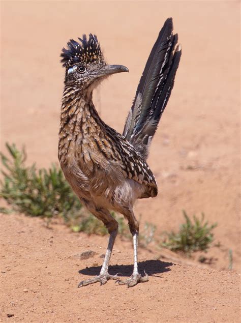Greater Roadrunner | San Diego Bird Spot
