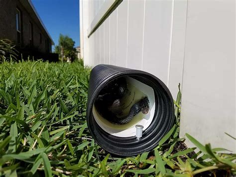 Live Snake Traps 的图像结果