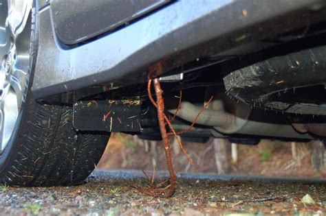 Oregon Road Trip - Organic Curb Feelers - 2011 Toyota Sienna SE Long ...