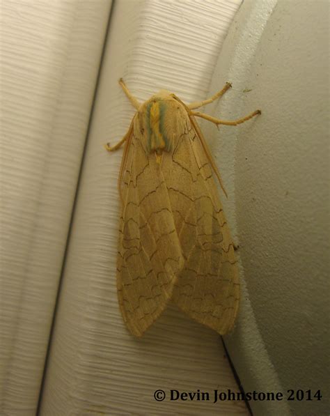 Banded Tussock Moth or Pale Tiger Moth Halysidota tessellaris (J.E ...
